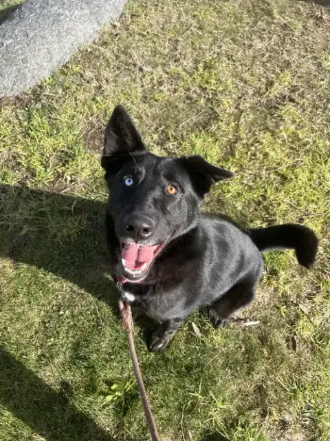 Kira photo 5