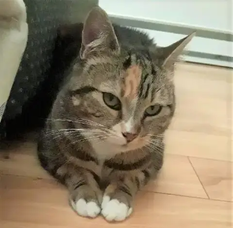 Lily