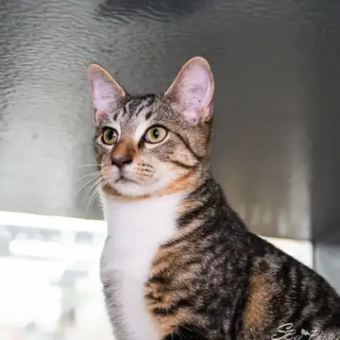 Felix photo 3