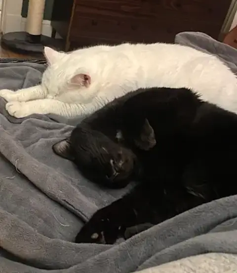 Fancy And Felix photo 2