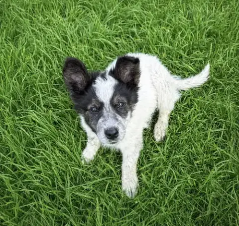 Border Collie Puppy F