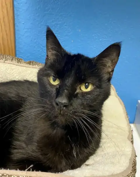 Luke Skywhisker photo 2