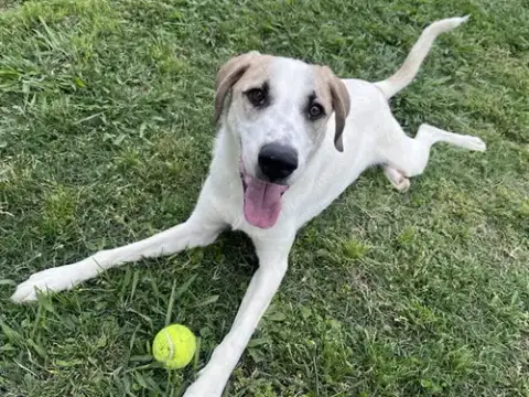 Atlas