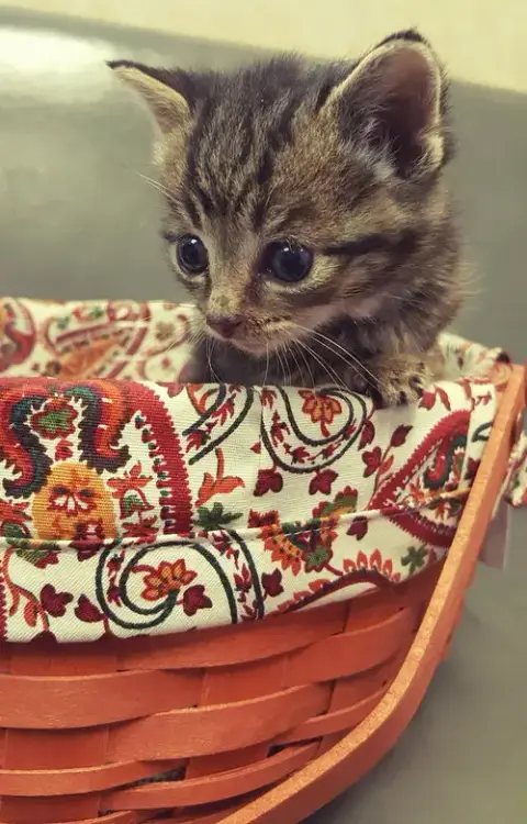 My Purrrrrfect Partner