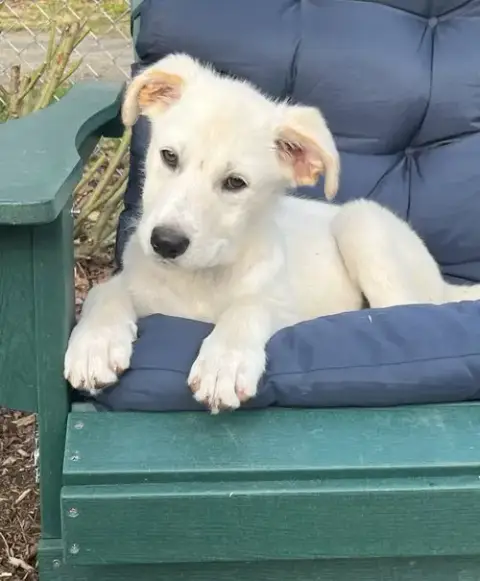 Sawyer