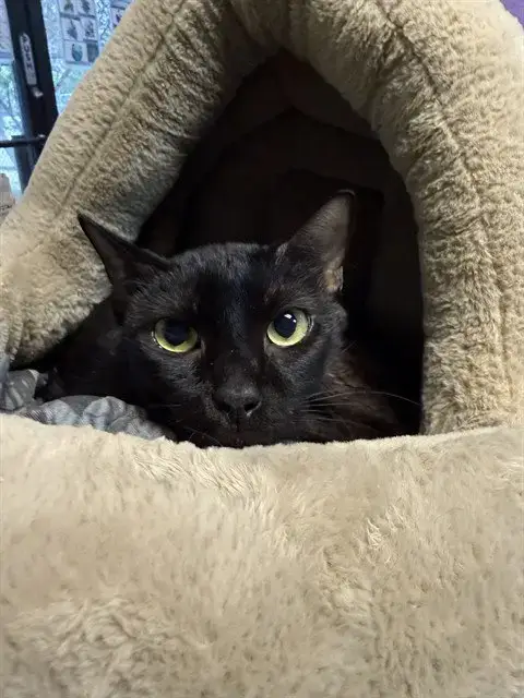 Mister Void