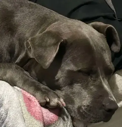 Bella photo 4