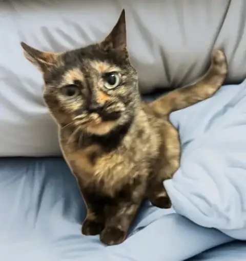 Cleo