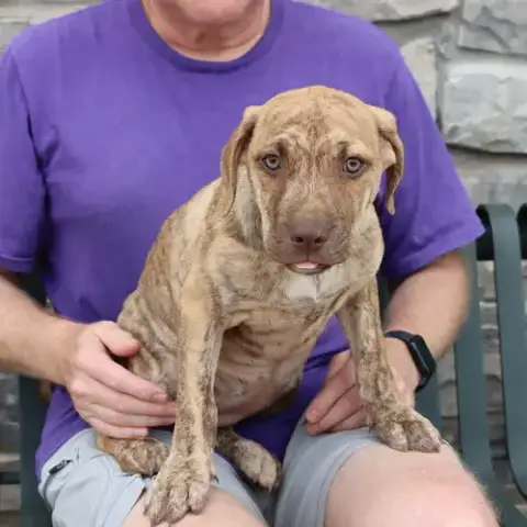 Granny'S Pup Christie photo 3