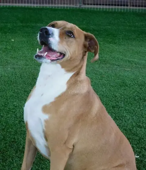 Buddy photo 3