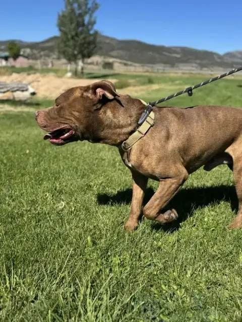 Porkchop photo 3