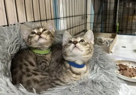 Ss Kitties photo 4