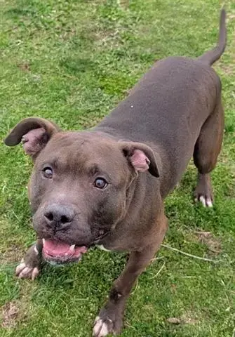 Duke