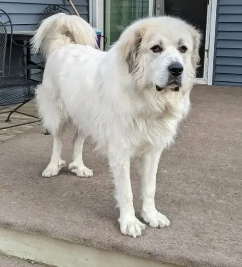 Thor photo 2