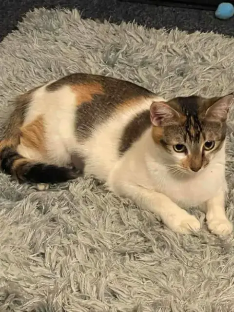 Callie photo 2