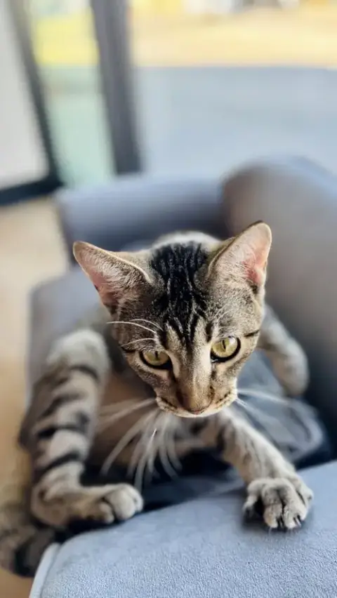 Aria