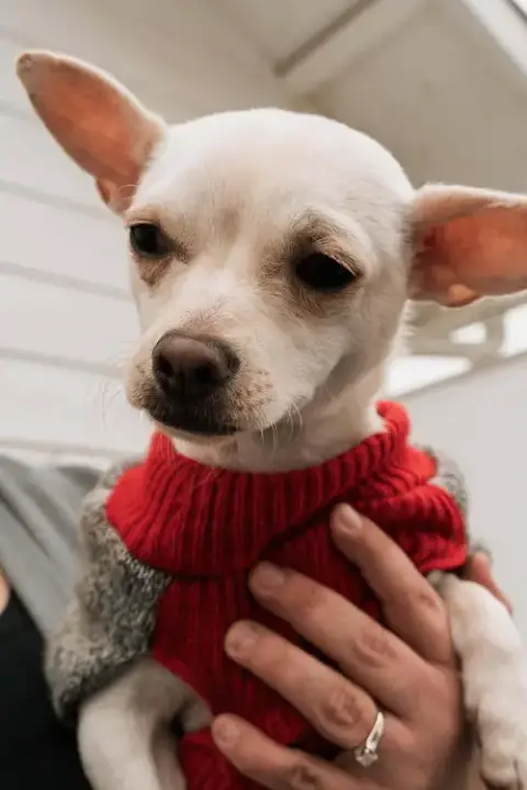 Benny photo 2