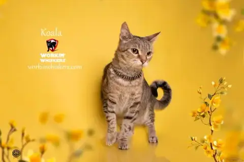 Koala