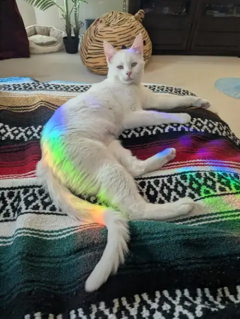 Vanilla photo 5