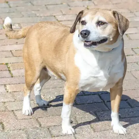 Frannie