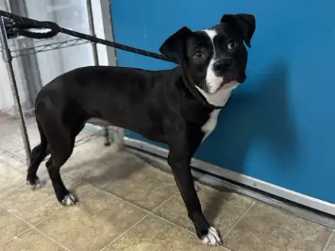 Eloise