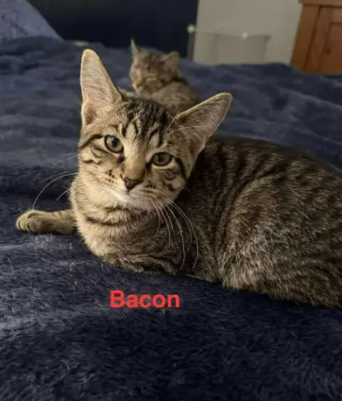 Bacon photo 3