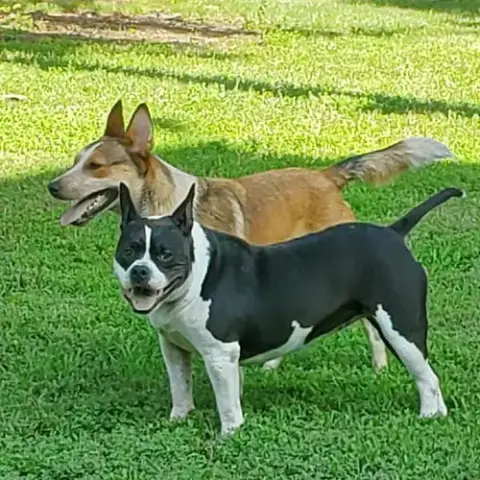 Halo And Rico photo 4