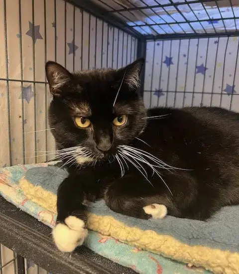 Oreo