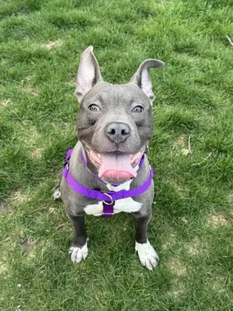 Tarzan