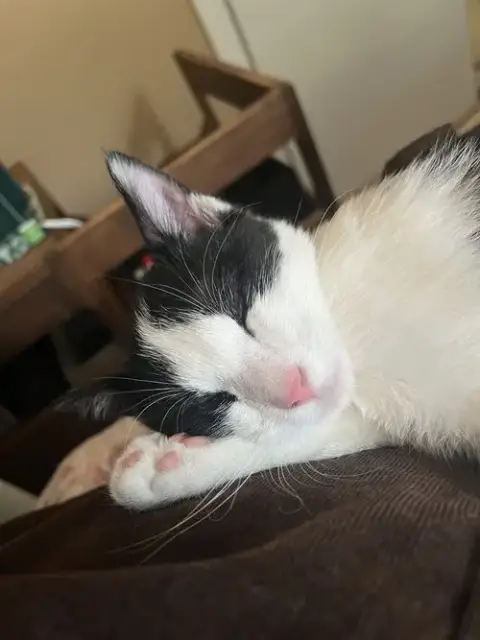 Pepe photo 3