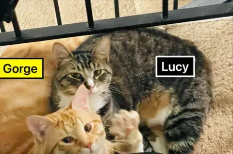 Gorge And Lucy