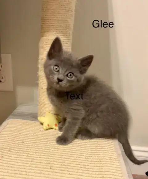 Glee photo 2