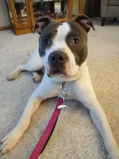 Grover