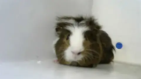 Luca