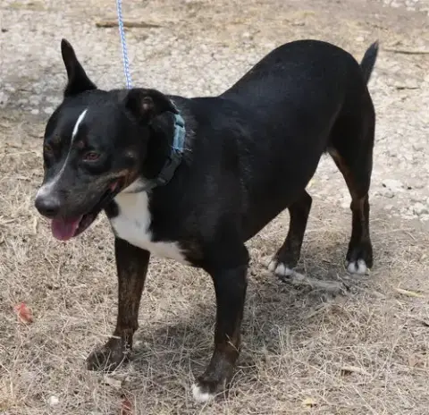 Brutus photo 3