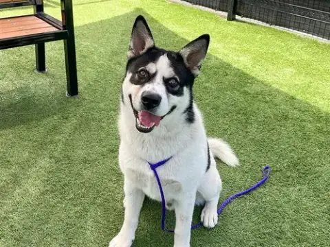Denali