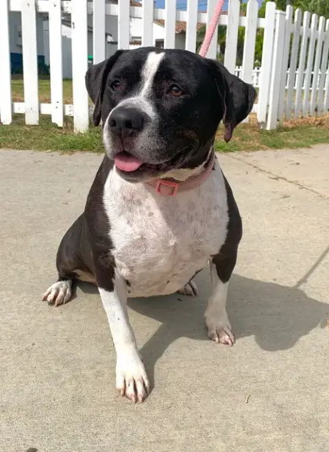 Daisy *Courtesy Post-Tc * photo 2