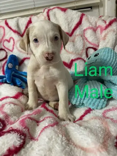Liam