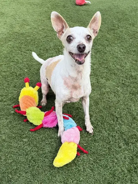 Panchita