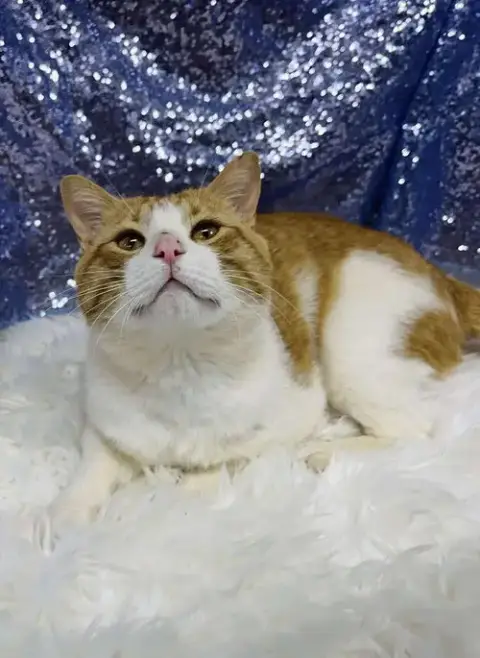 Creamsicle