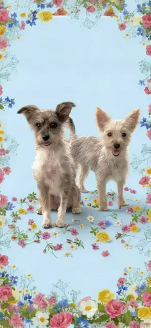 Bella & Cookie