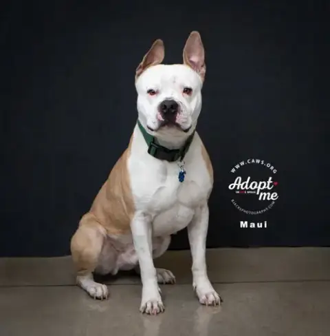 Maui