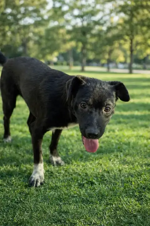 Josie photo 4