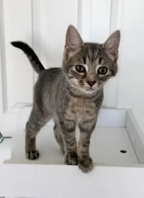 Brightheart photo 2