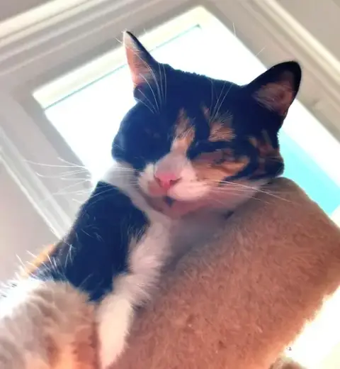 Cat Stevens photo 3