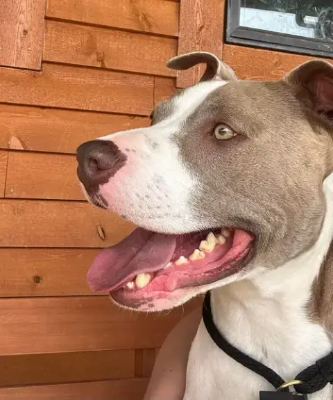 Two Tone Tucker photo 2