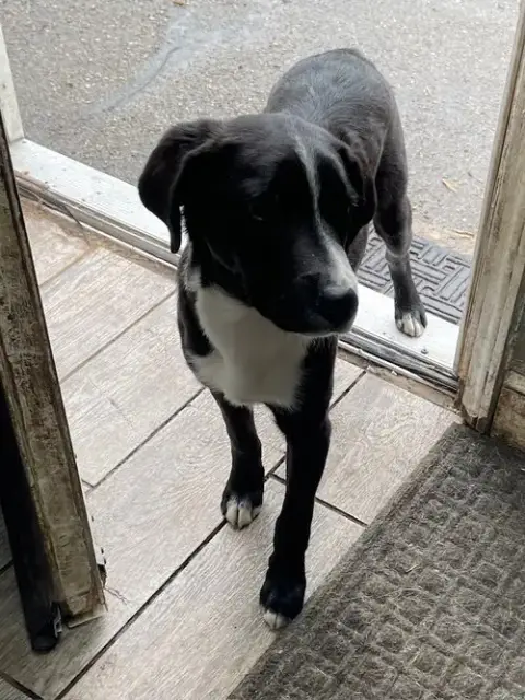 Lab Puppies photo 3
