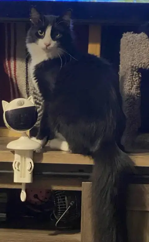 Figaro