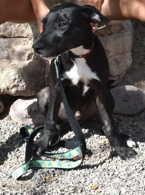 Pancho photo 5