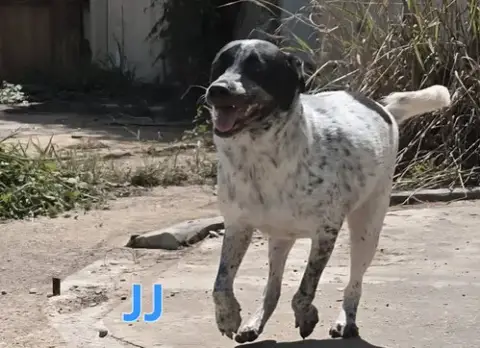 Jj photo 4